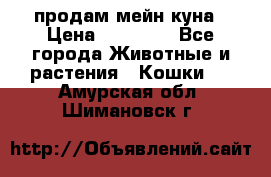 продам мейн куна › Цена ­ 15 000 - Все города Животные и растения » Кошки   . Амурская обл.,Шимановск г.